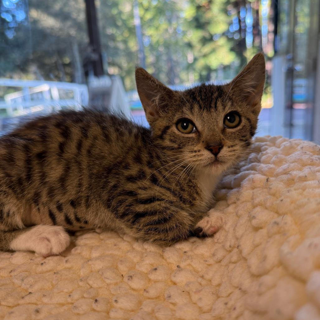 Holly, Adoptable, Kitten Female Domestic Short Hair.