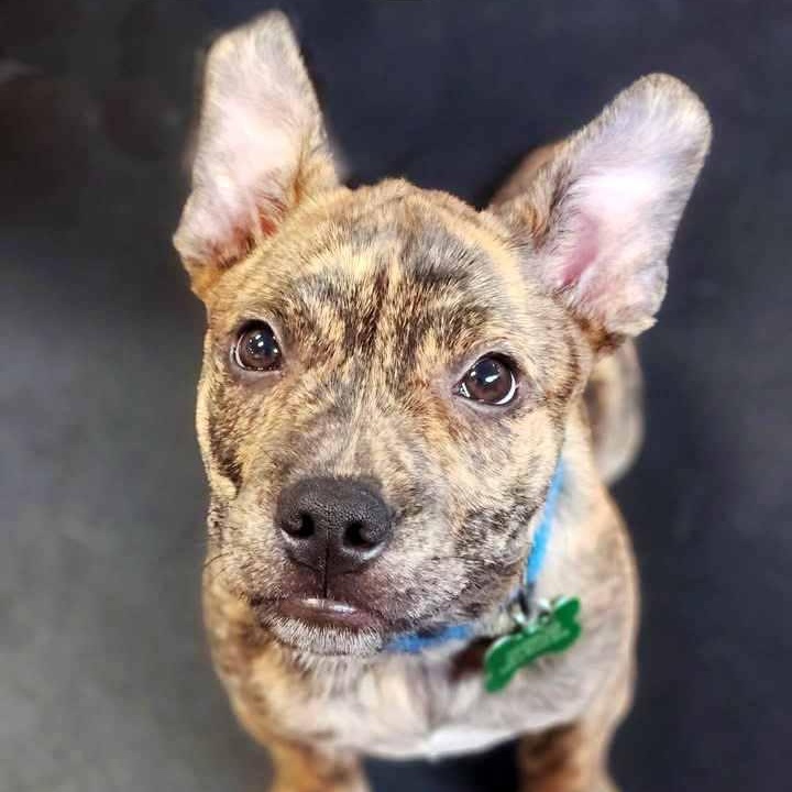 Garey, a Adoptable mixed breed in Itasca, IL image 2/6