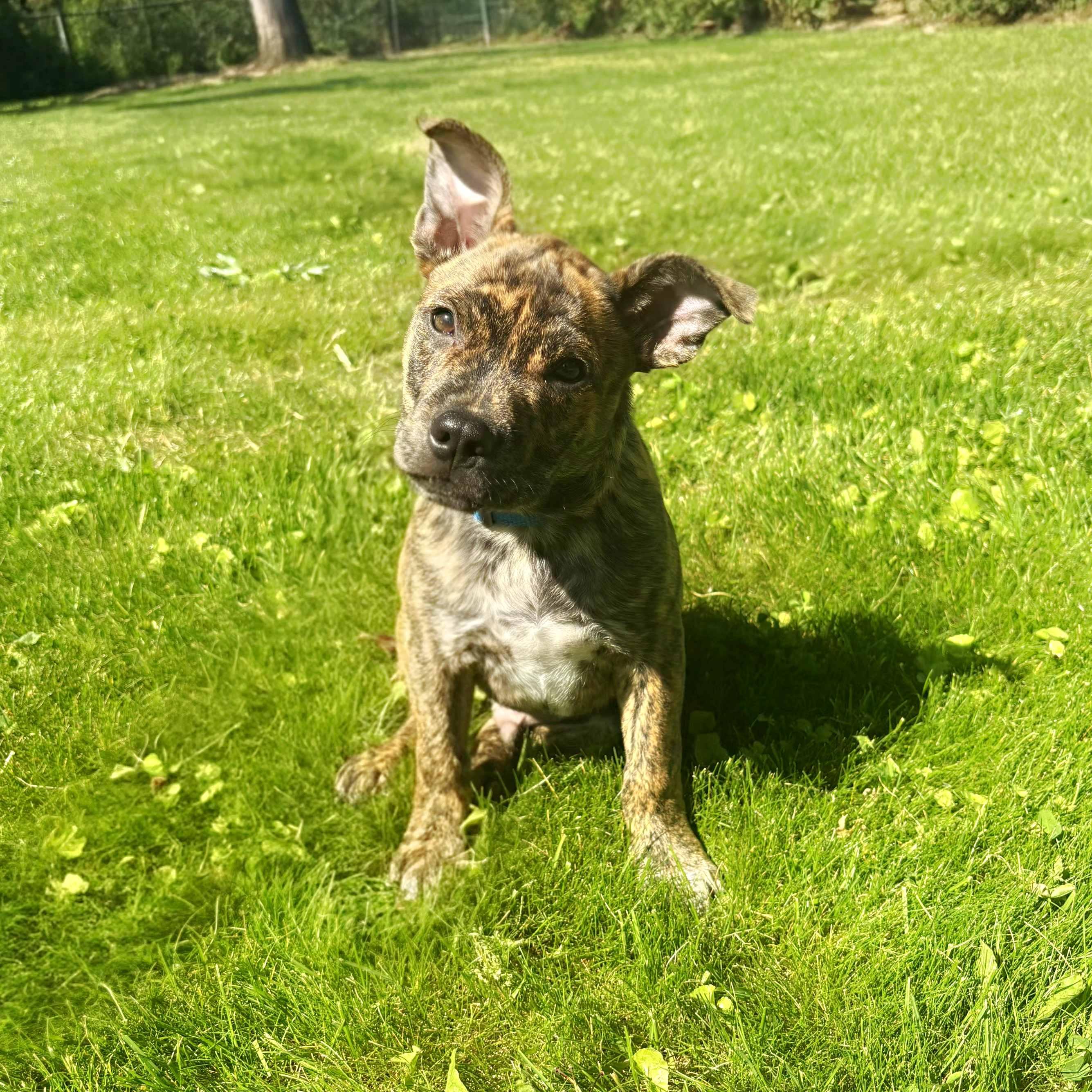 Garey, a Adoptable mixed breed in Itasca, IL image 3/6