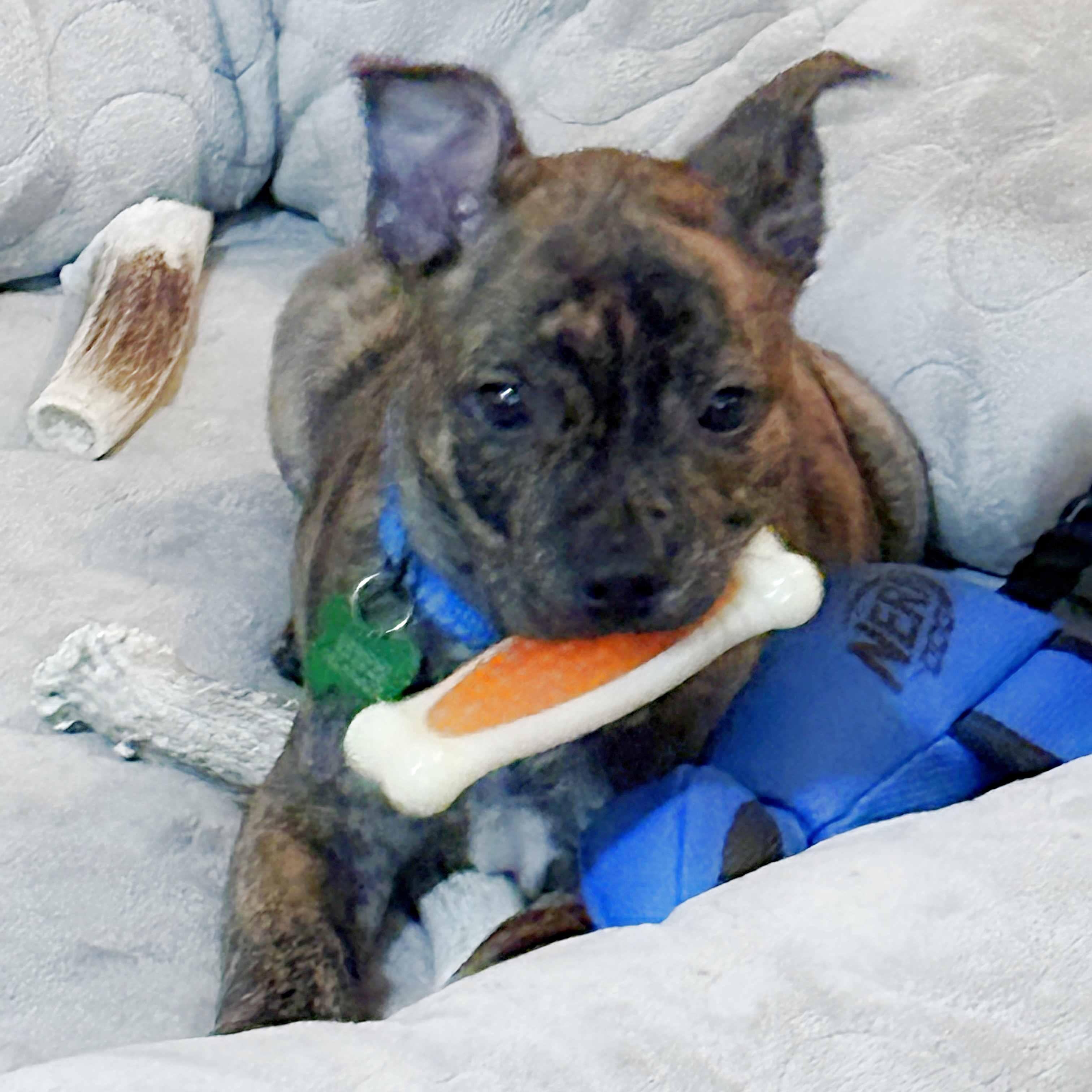 Garey, a Adoptable mixed breed in Itasca, IL image 6/6