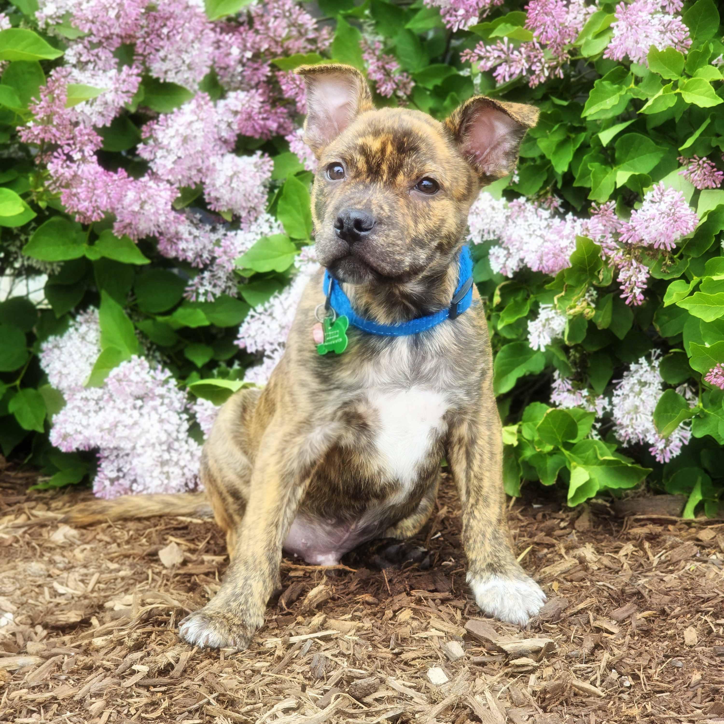 Garey, a Adoptable mixed breed in Itasca, IL image 4/6