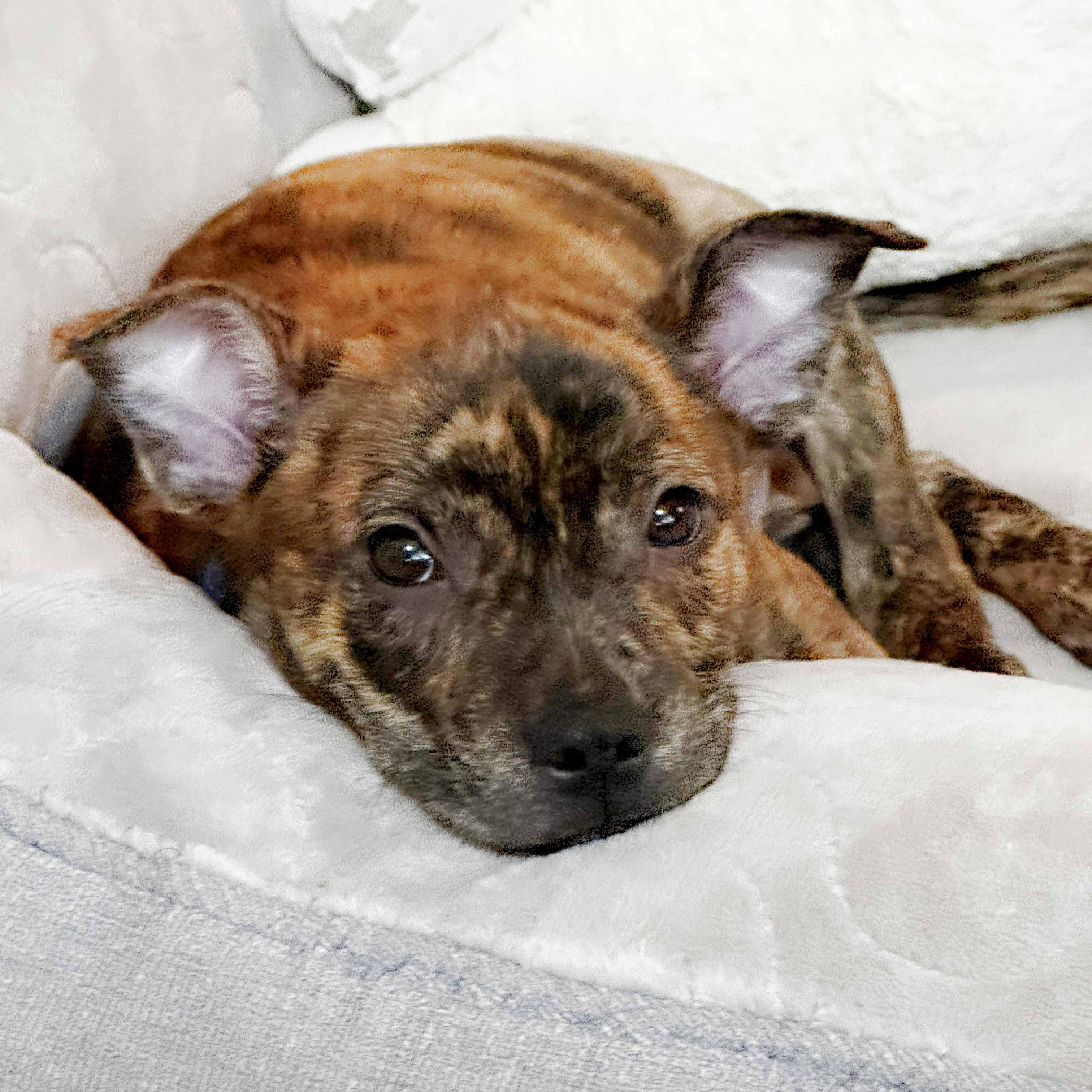 Garey, a Adoptable mixed breed in Itasca, IL image 1/6