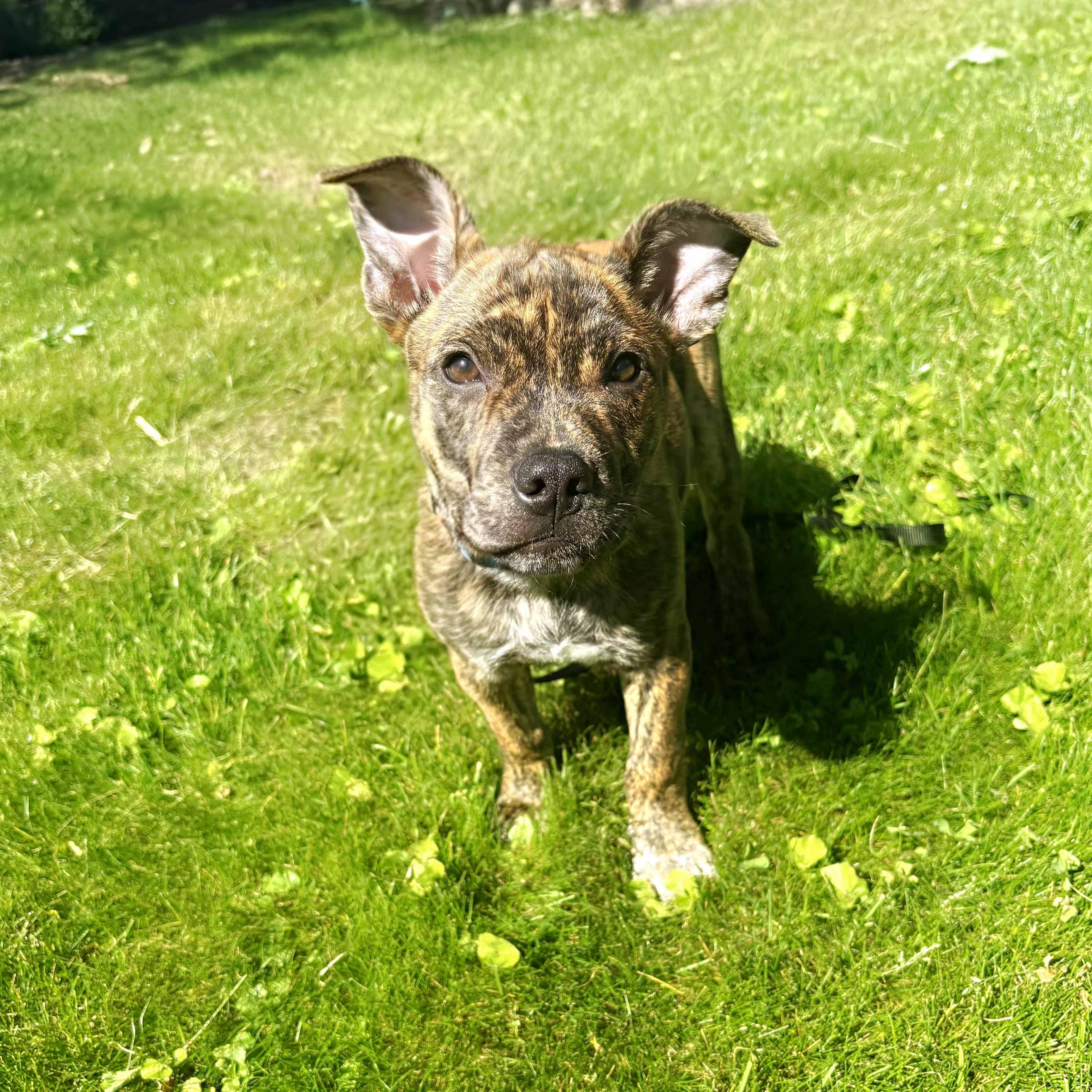 Garey, a Adoptable mixed breed in Itasca, IL image 5/6