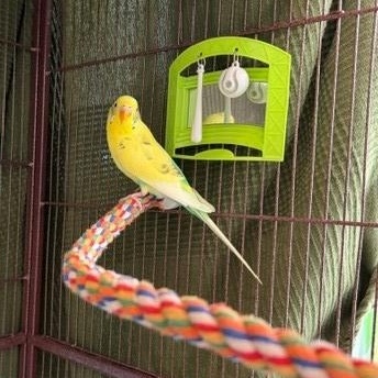 Enlarge Tweet, a Adoptable Budgie / Budgerigar in New Westminster, BC image 1/3