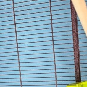 Enlarge Tweet, a Adoptable Budgie / Budgerigar in New Westminster, BC image 2/3