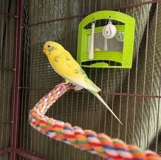 Enlarge Tweet, a Adoptable Budgie / Budgerigar in New Westminster, BC image 3/3