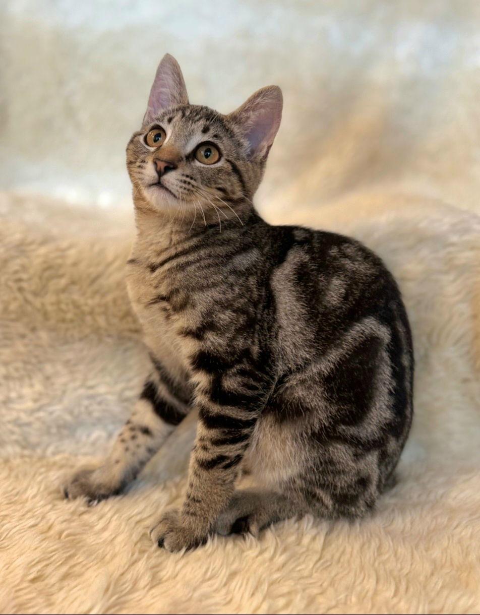 Luke, Adoptable, Kitten Male Domestic Short Hair & Tabby.