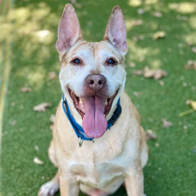 GUP, Adoptable, Senior Male Mixed Breed.