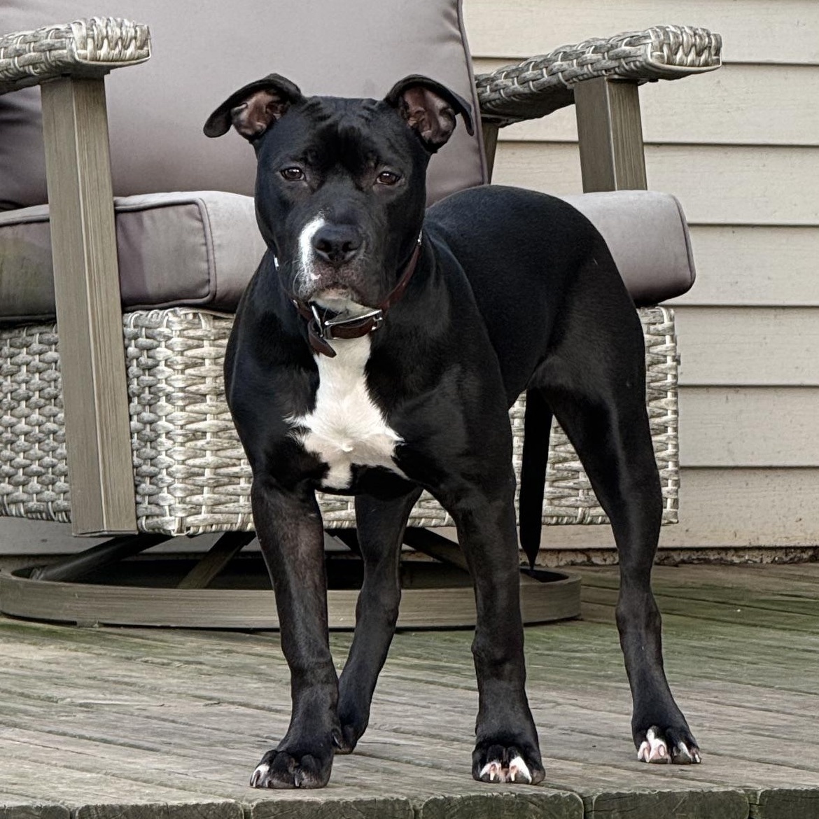 Lily, ADOPTABLE, Puppy Female Pit Bull Terrier.