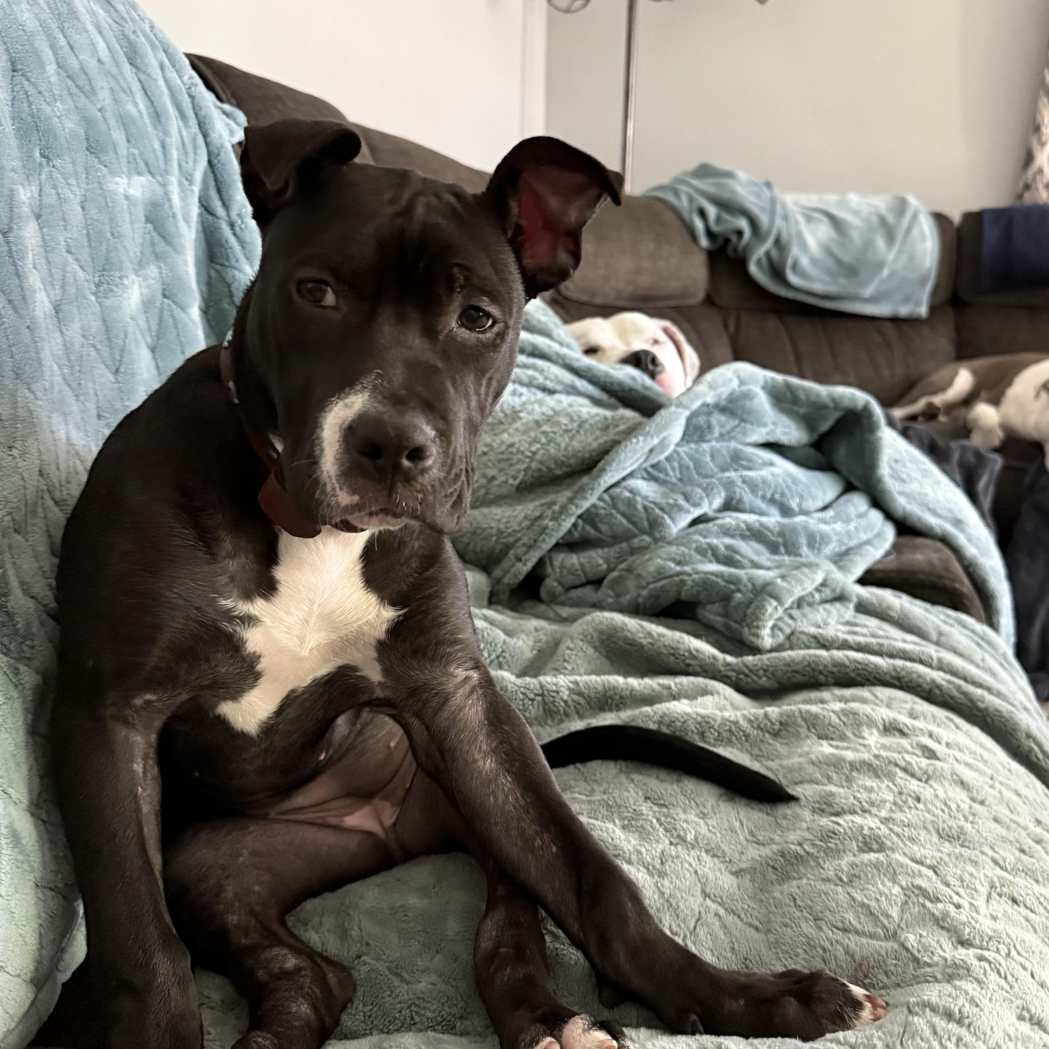 Lily, a ADOPTABLE Pit Bull Terrier in Peotone, IL image 4/6
