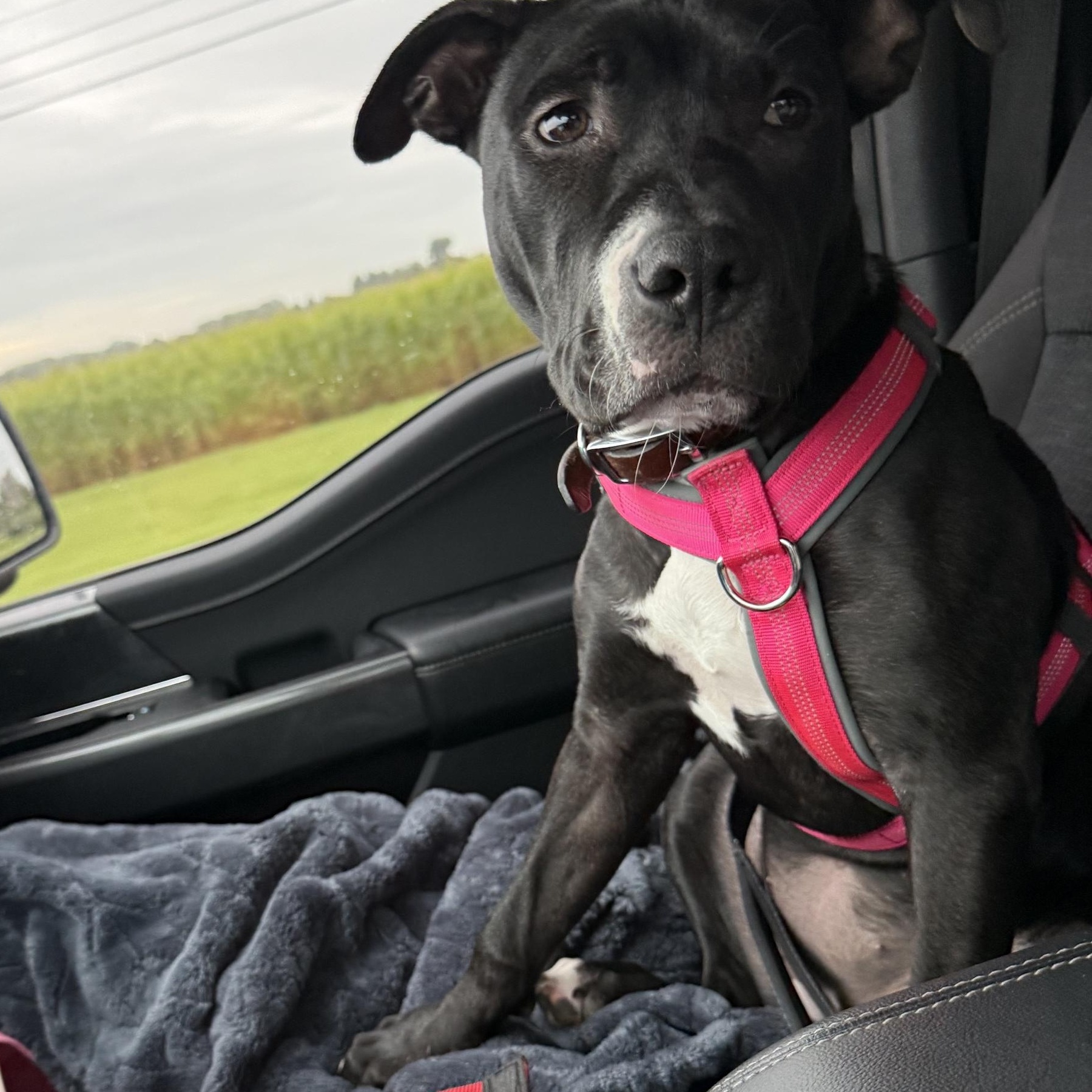 Enlarge Lily, a ADOPTABLE Pit Bull Terrier in Peotone, IL image 2/5