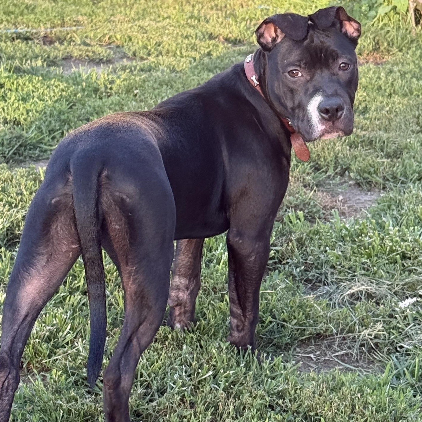 Lily, ADOPTABLE, Puppy Female Pit Bull Terrier.