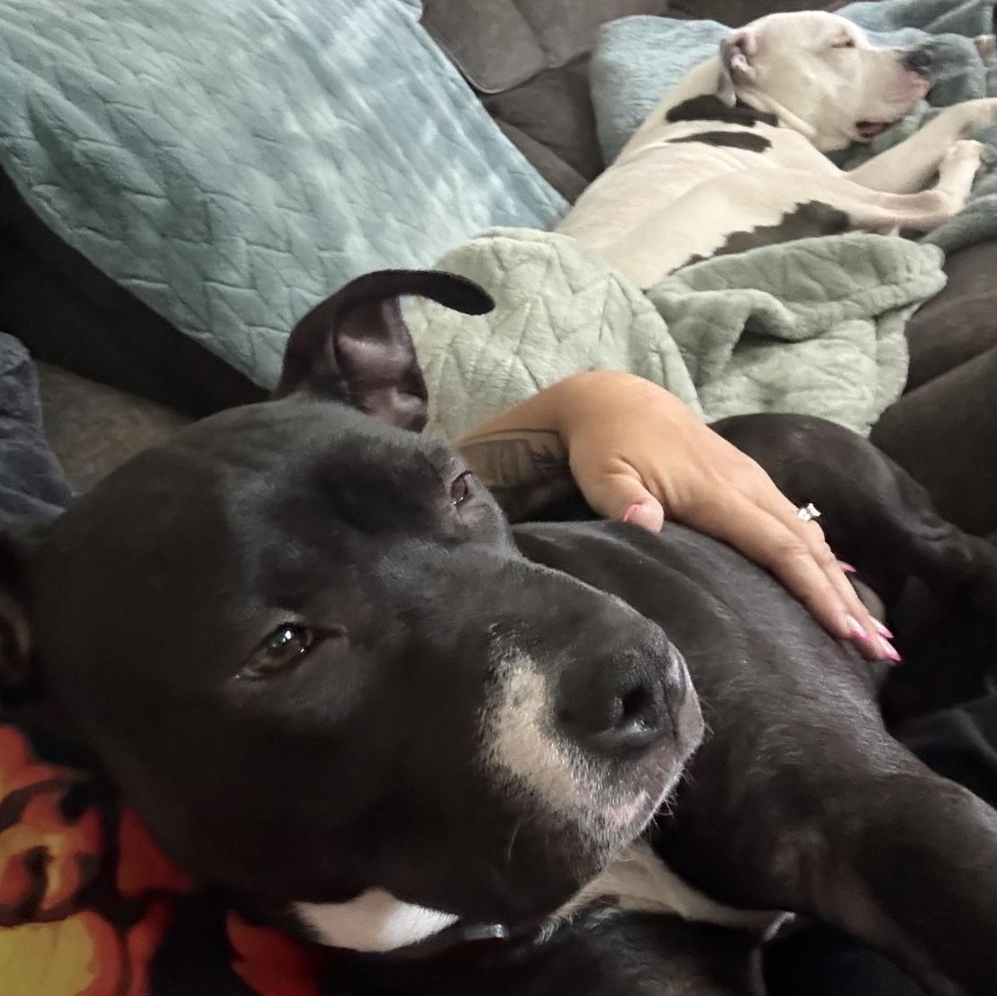 Lily, a ADOPTABLE Pit Bull Terrier in Peotone, IL image 2/6