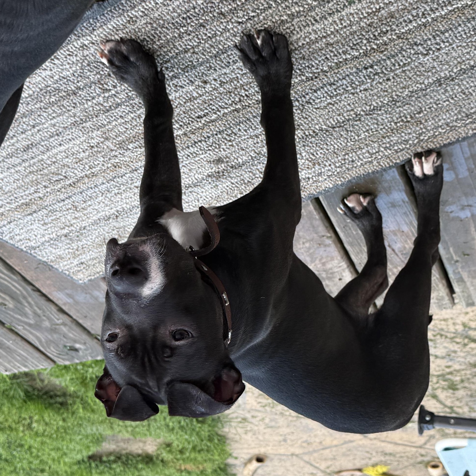 Lily, a ADOPTABLE Pit Bull Terrier in Peotone, IL image 3/6