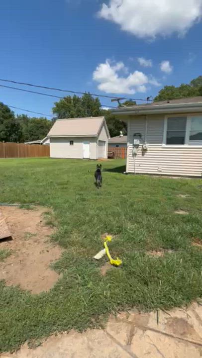 Enlarge Lily, a ADOPTABLE Pit Bull Terrier in Peotone, IL video 5/6