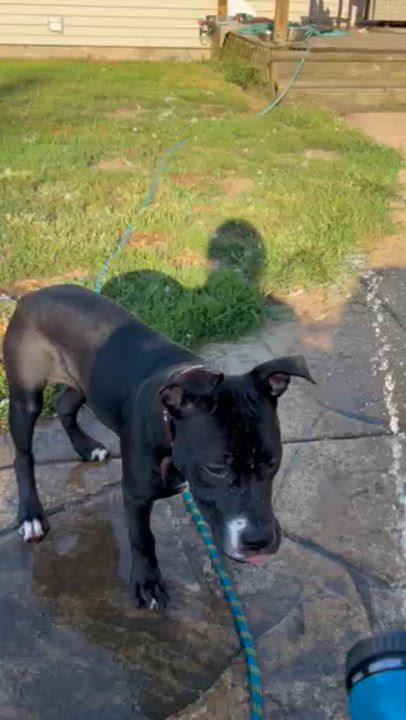 Enlarge Lily, a ADOPTABLE Pit Bull Terrier in Peotone, IL video 6/6