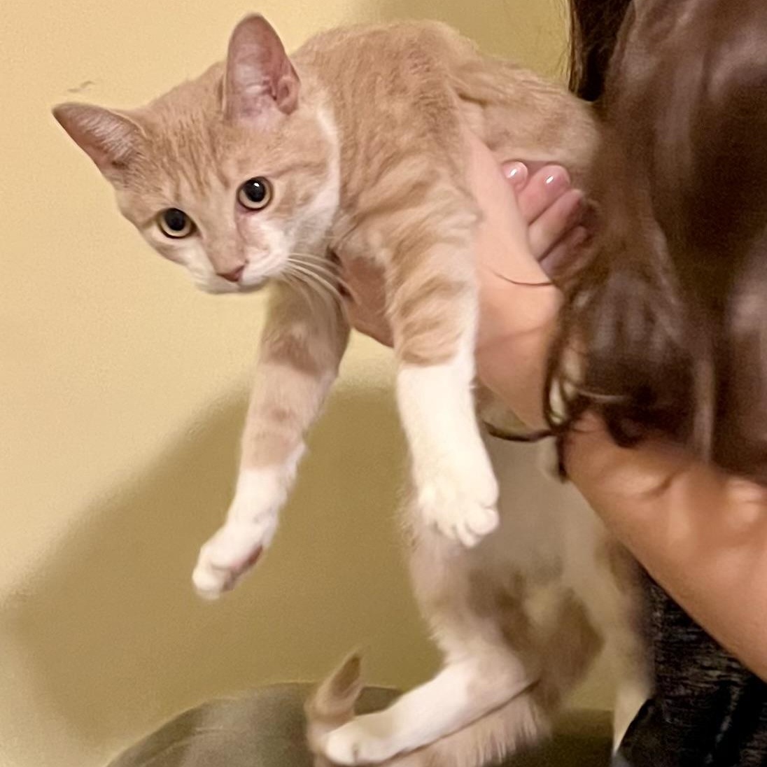 Enlarge Kona, a ADOPTABLE Domestic Short Hair in Andover, CT image 1/6