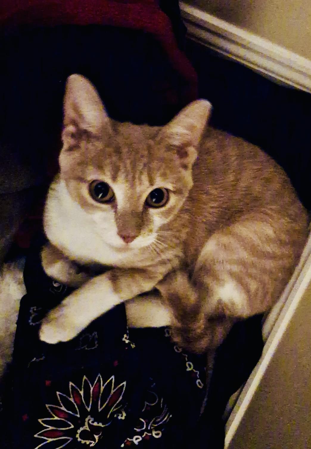 Enlarge Kona, a ADOPTABLE Domestic Short Hair in Andover, CT image 4/6