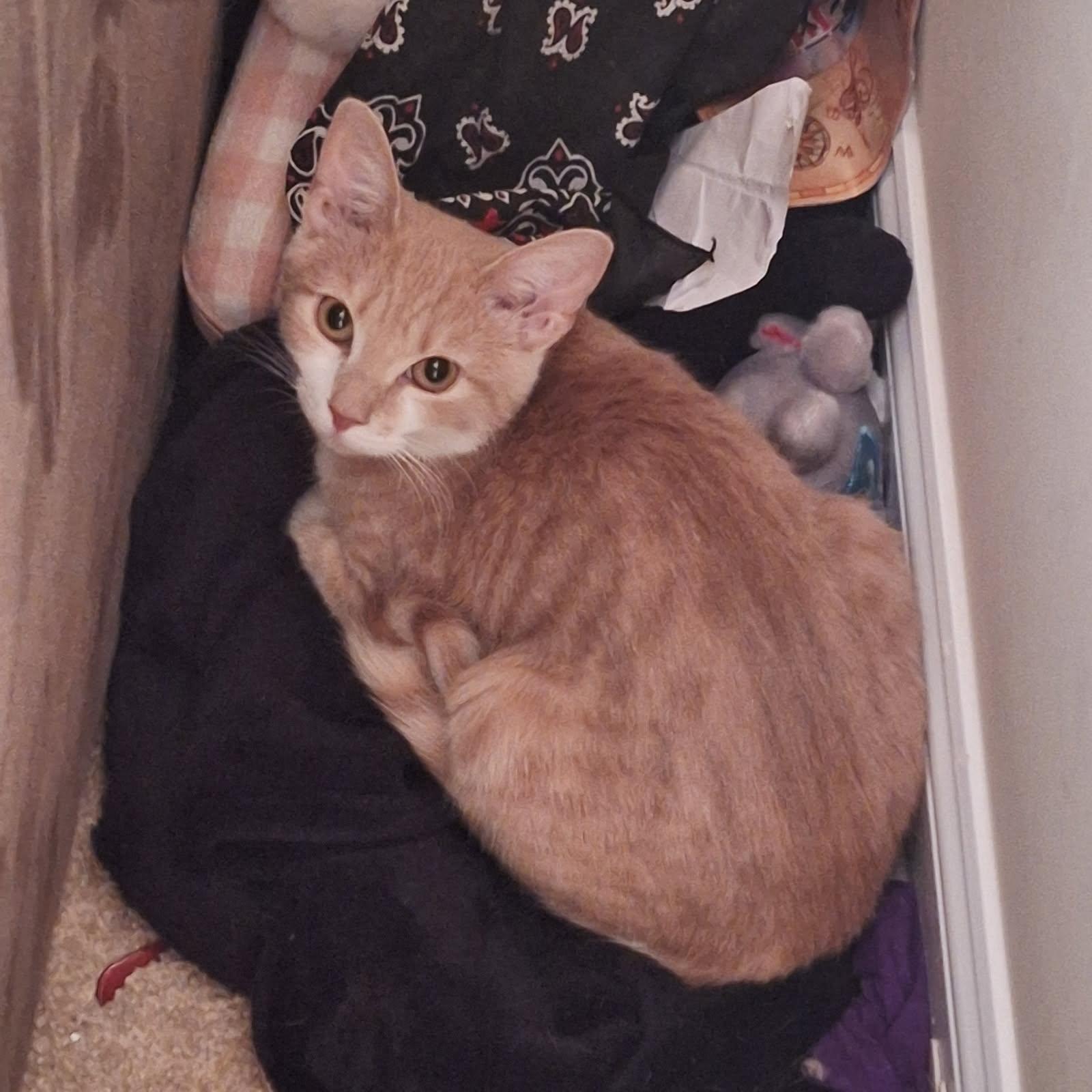 Enlarge Kona, a ADOPTABLE Domestic Short Hair in Andover, CT image 2/6