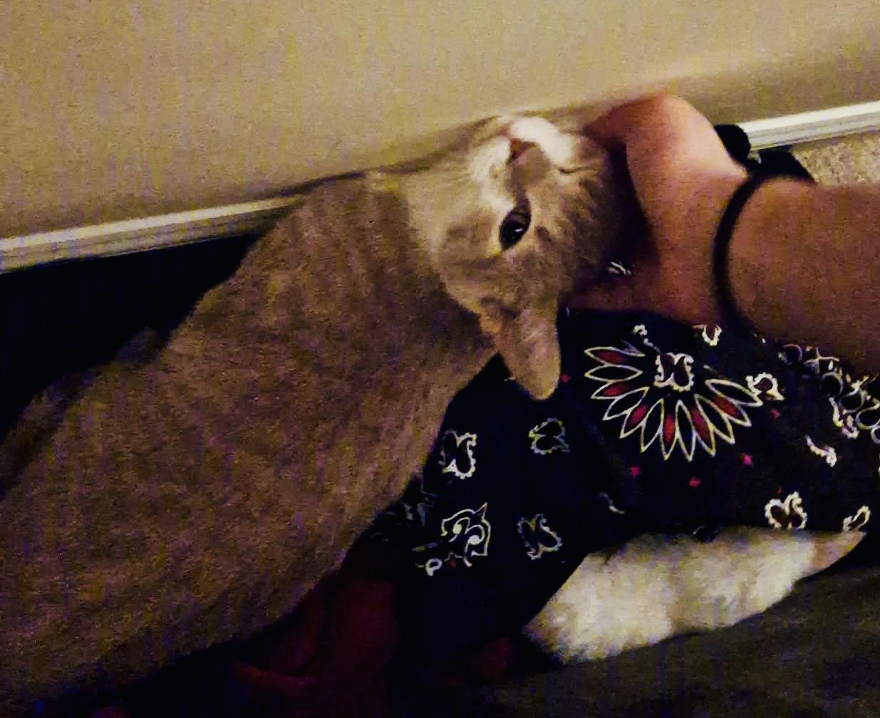 Enlarge Kona, a ADOPTABLE Domestic Short Hair in Andover, CT image 3/6