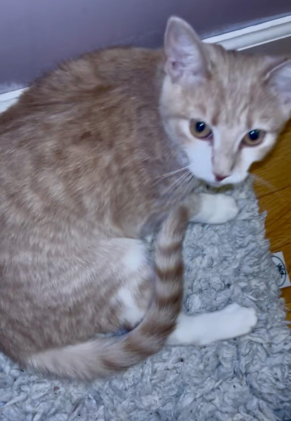 Enlarge Kona, a ADOPTABLE Domestic Short Hair in Andover, CT image 5/6