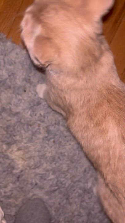 Enlarge Kona, a ADOPTABLE Domestic Short Hair in Andover, CT video 6/6