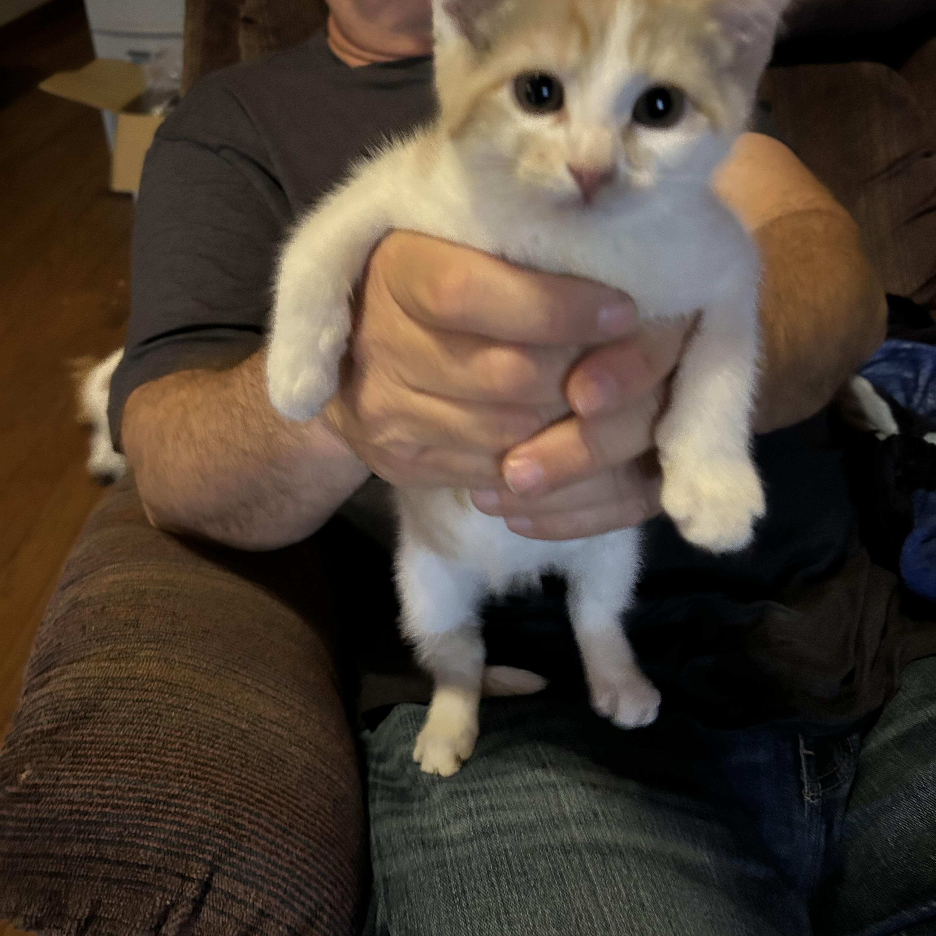 Duchess, a ADOPTABLE Domestic Short Hair in Kannapolis, NC image 3/3