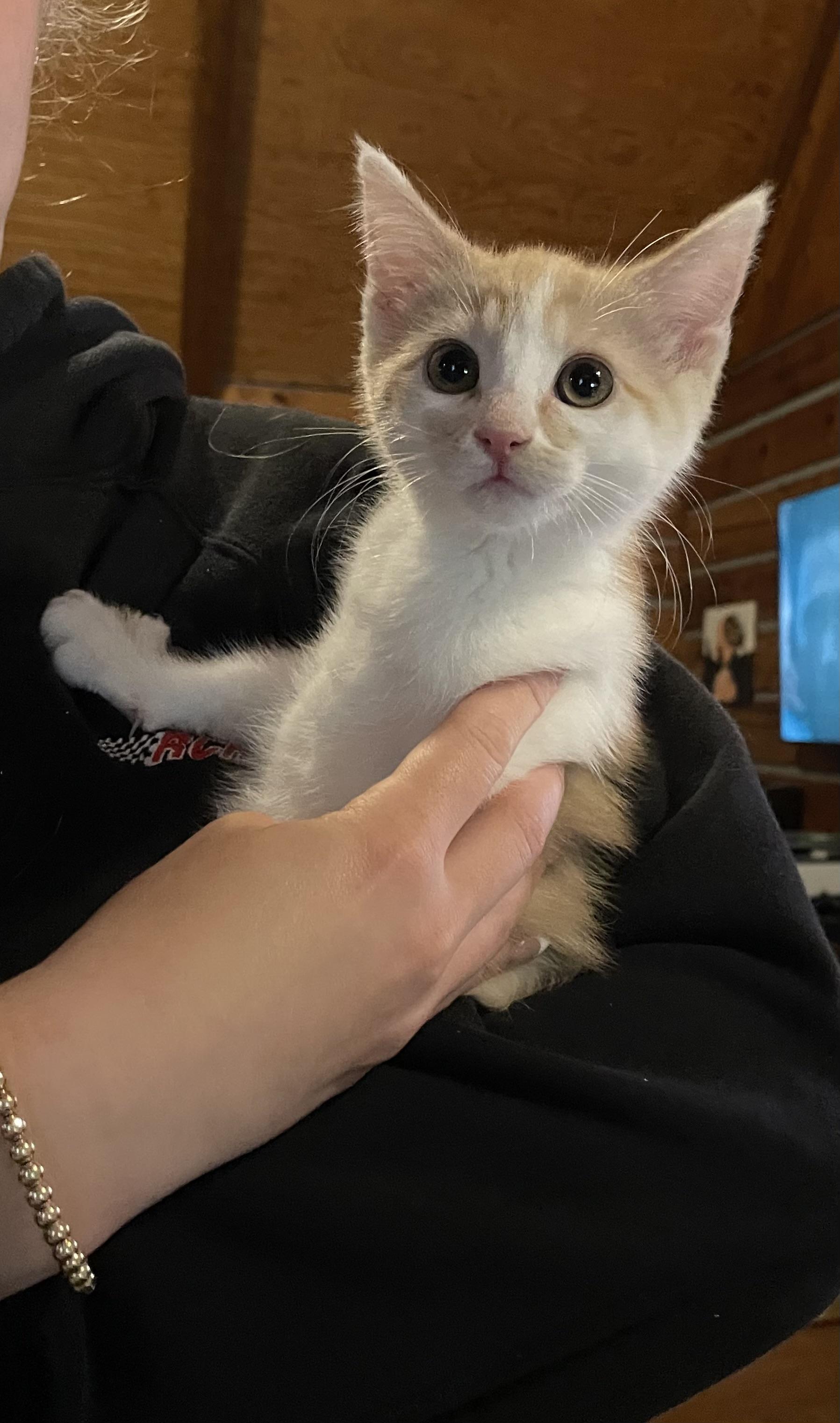 Duchess, a ADOPTABLE Domestic Short Hair in Kannapolis, NC image 1/3