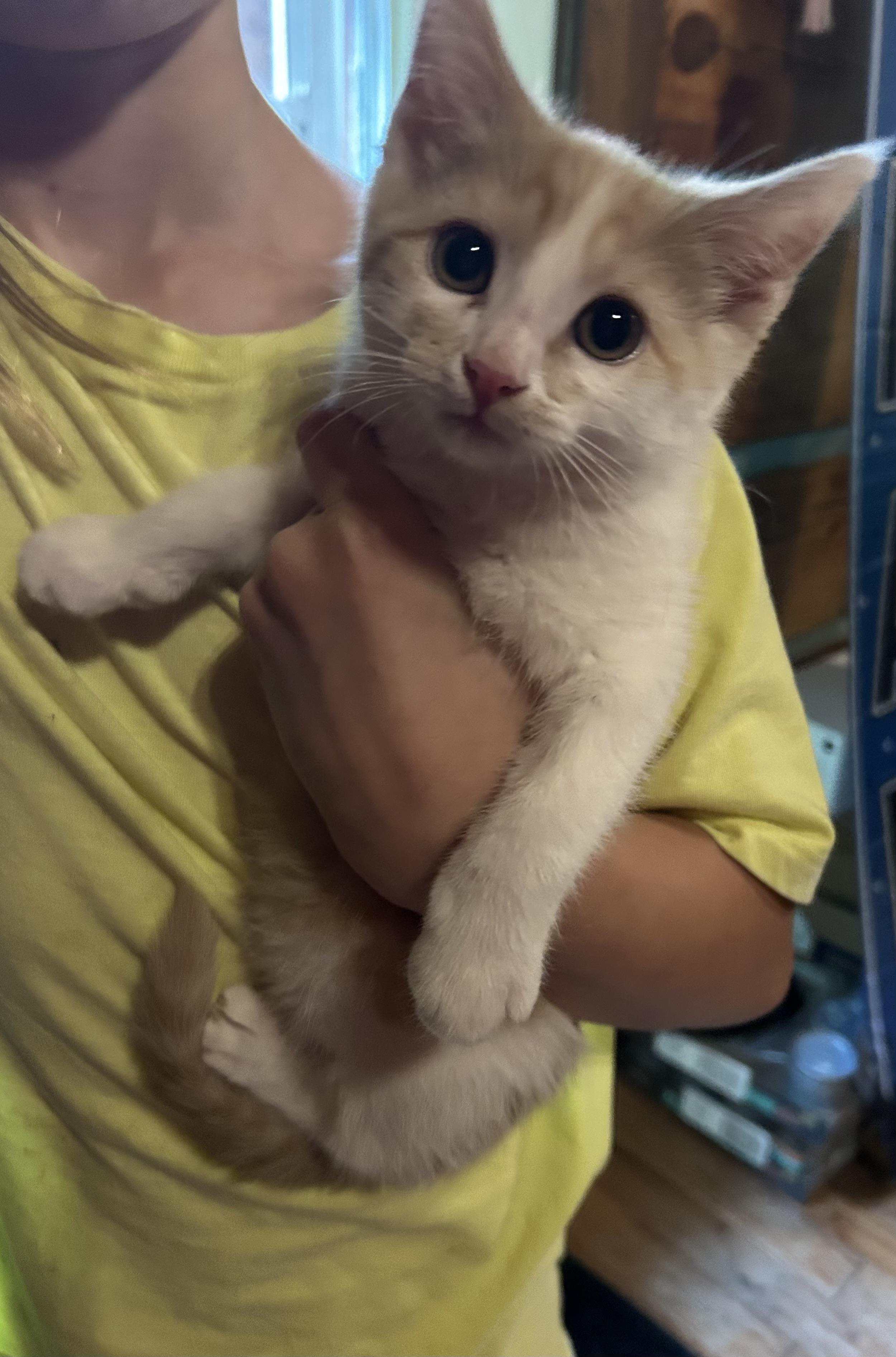 Duchess, a ADOPTABLE Domestic Short Hair in Kannapolis, NC image 2/3