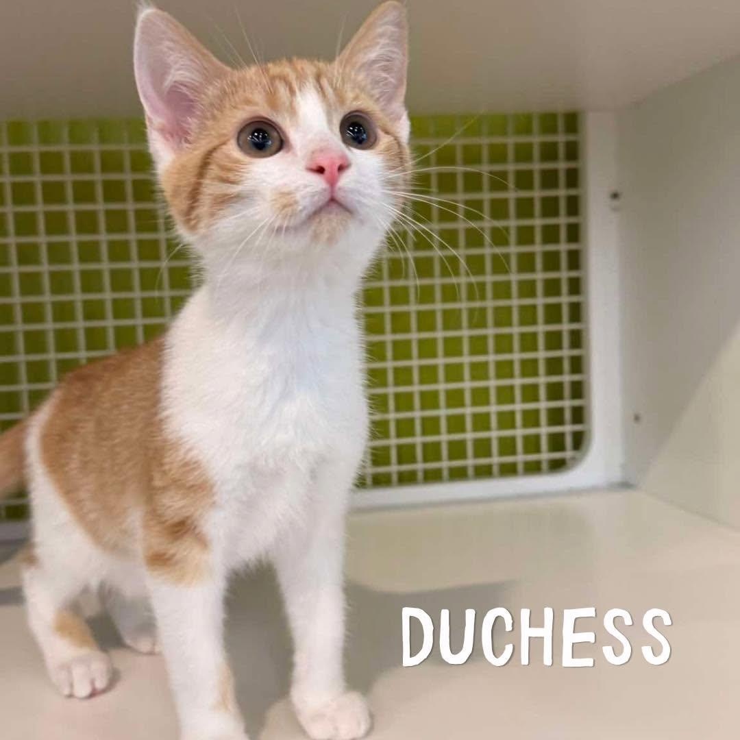 Duchess, an adoptable Domestic Short Hair in Kannapolis, NC image 1/4