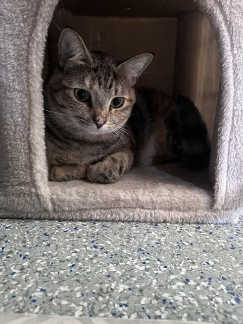 Enlarge Daphne, a Adoptable Tabby in Carson City, NV image 3/4