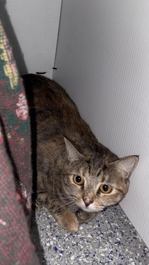 Enlarge Daphne, a Adoptable Tabby in Carson City, NV image 1/4