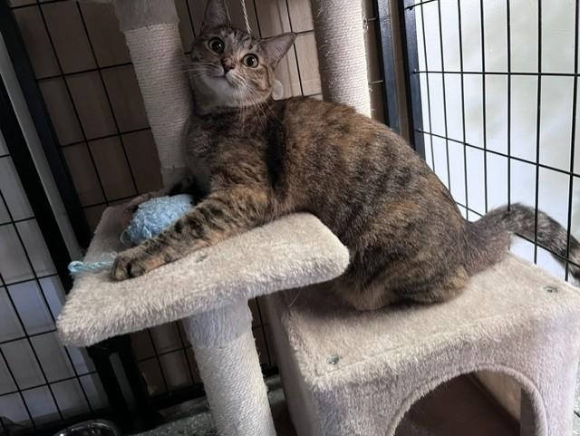 Enlarge Daphne, a Adoptable Tabby in Carson City, NV image 2/4
