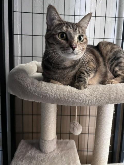 Enlarge Daphne, a Adoptable Tabby in Carson City, NV image 4/4