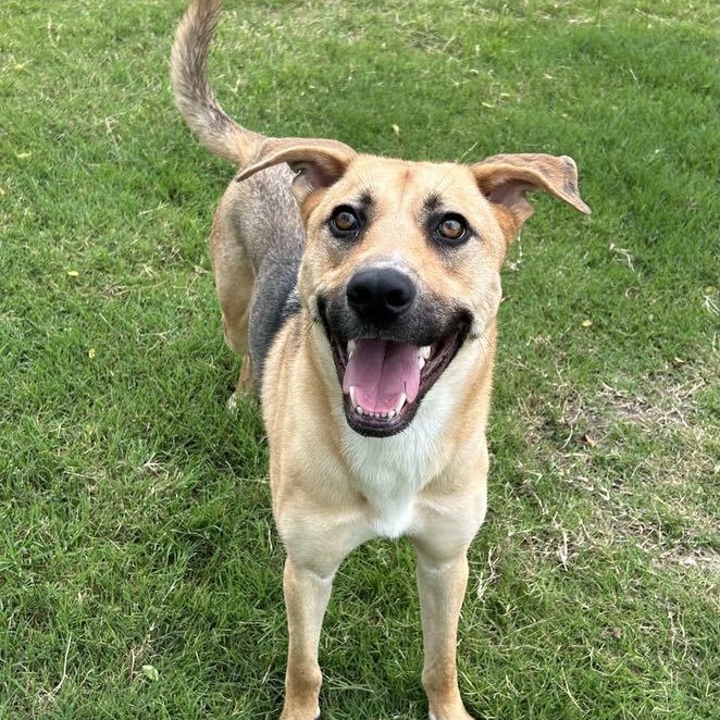 DUKE NEEDS FOSTER OR ADOPTER