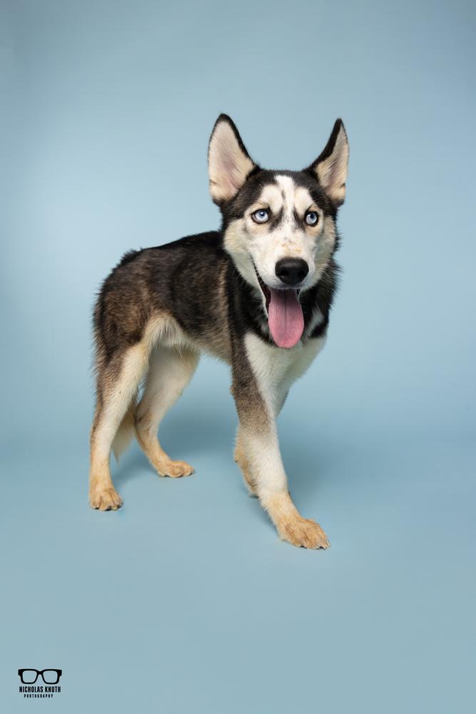 Enlarge Lucien, a Adoptable Siberian Husky in Palatine, IL image 1/5