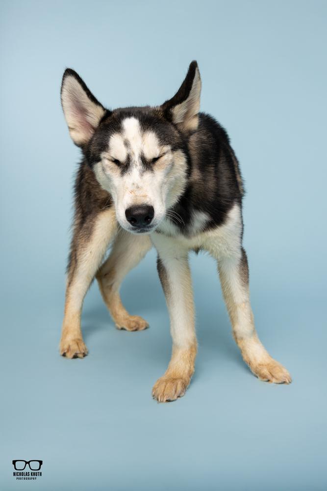 Enlarge Lucien, a Adoptable Siberian Husky in Palatine, IL image 2/5