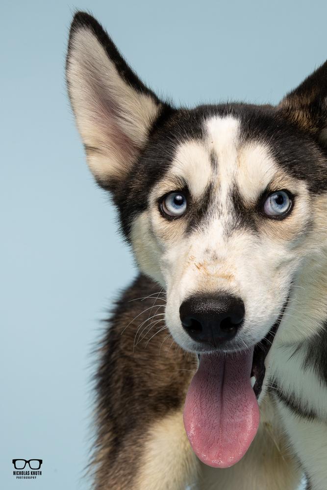 Enlarge Lucien, a Adoptable Siberian Husky in Palatine, IL image 3/5