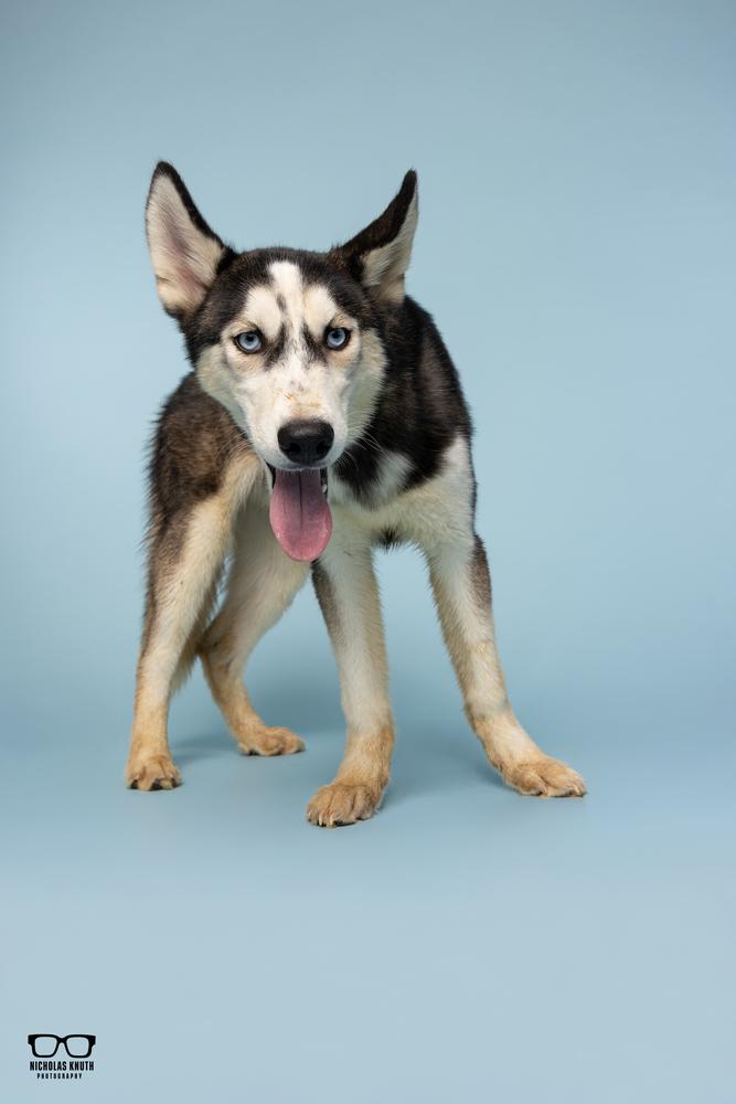 Enlarge Lucien, a Adoptable Siberian Husky in Palatine, IL image 4/5
