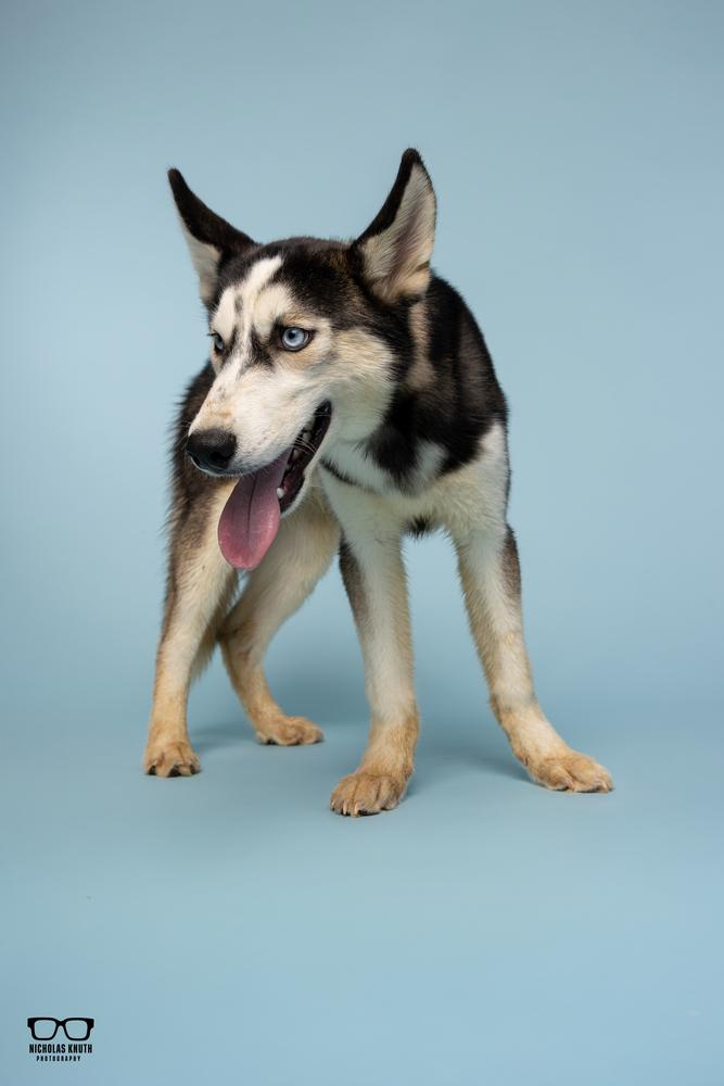 Enlarge Lucien, a Adoptable Siberian Husky in Palatine, IL image 5/5