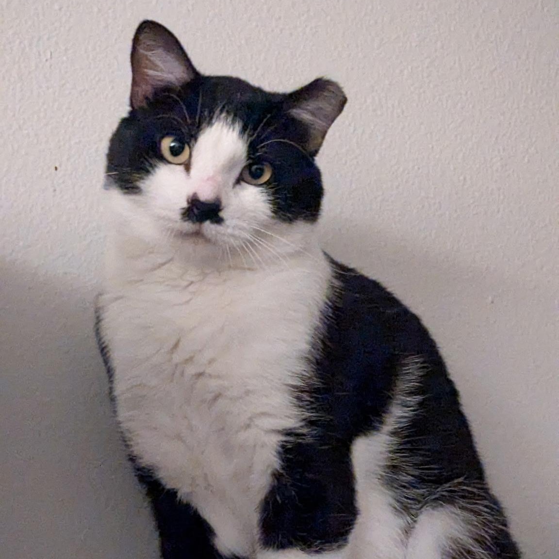 Enlarge Harry (Bonded to Ginny), a Adoptable Domestic Short Hair in Renton , WA image 5/6