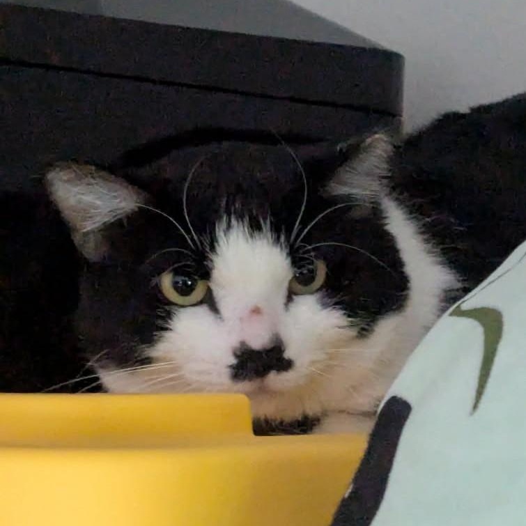 Hansel (Bonded to Gretel) Domestic Short Hair Cat