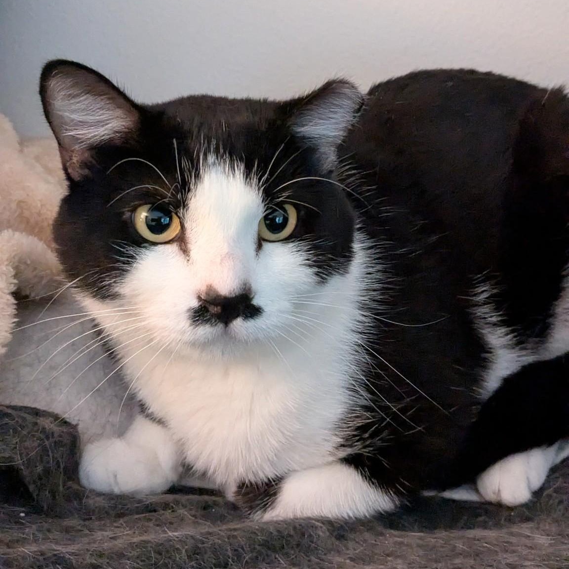 Harry (Bonded to Ginny)