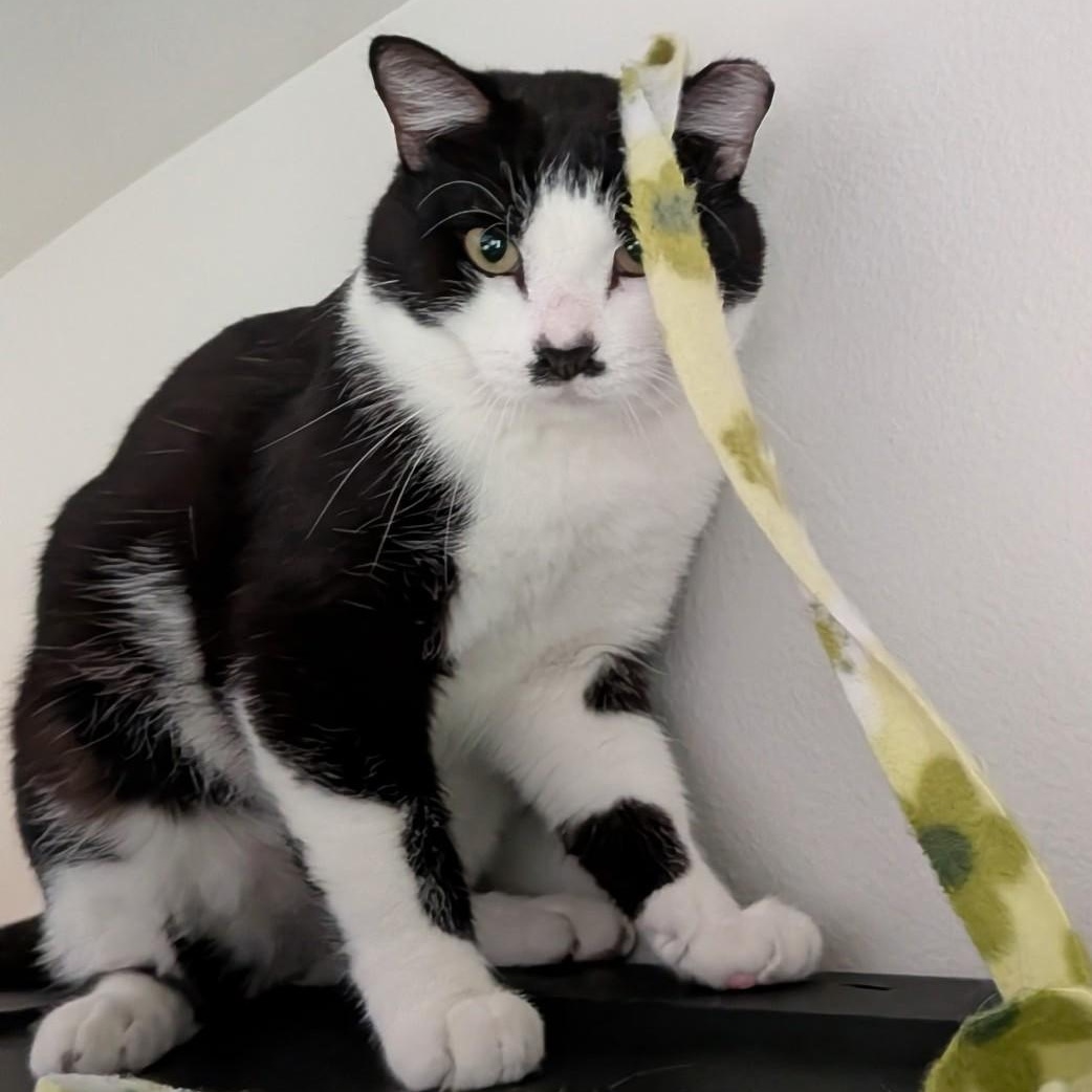 Enlarge Harry (Bonded to Ginny), a Adoptable Domestic Short Hair in Renton , WA image 4/6