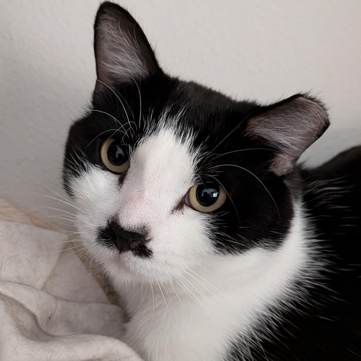 Harry (Bonded to Ginny)