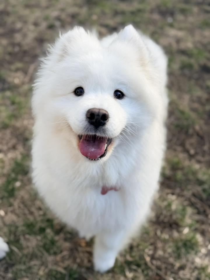 Enlarge Laney, an adopted Samoyed in Milwaukee, WI image 6/6