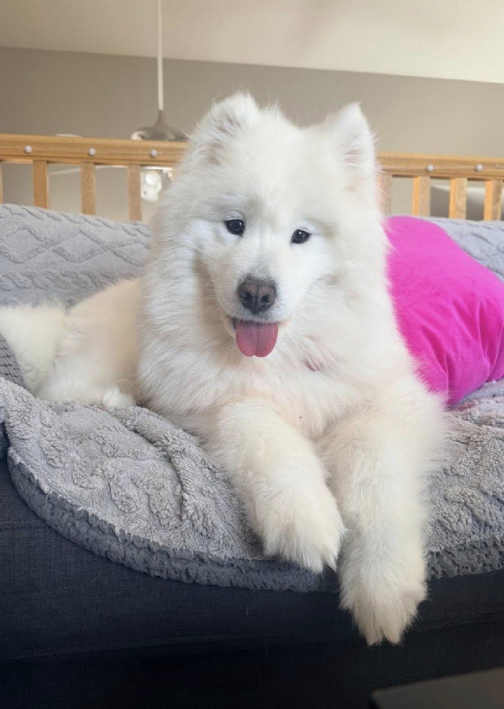 Enlarge Laney, an adopted Samoyed in Milwaukee, WI image 1/6