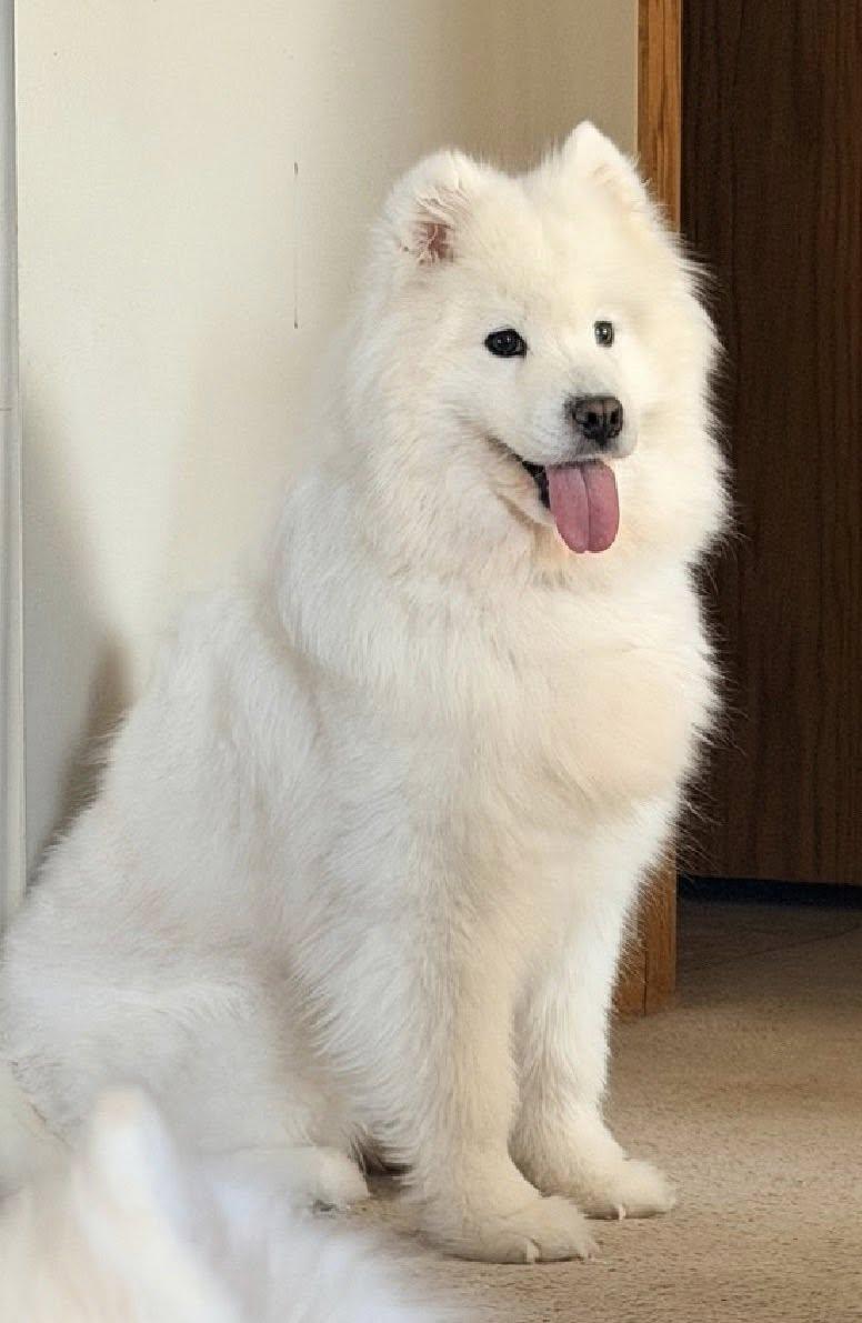 Enlarge Laney, an adopted Samoyed in Milwaukee, WI image 5/6