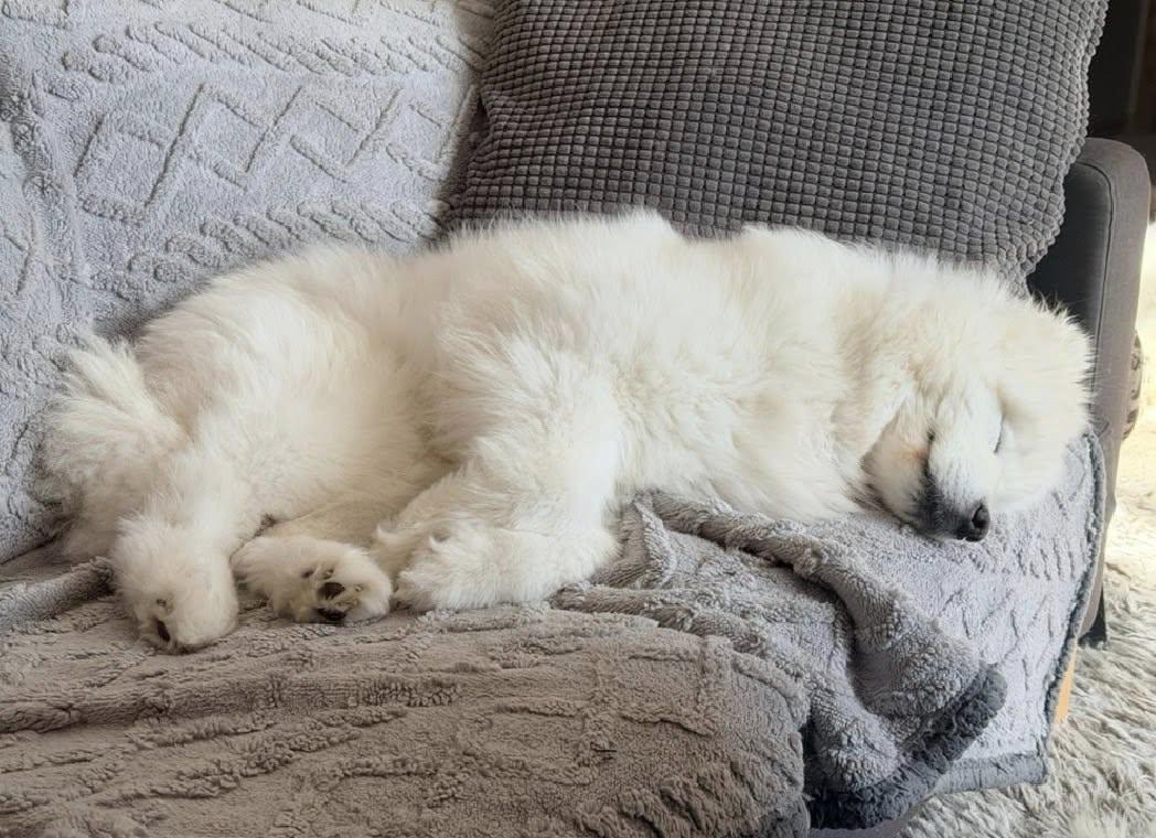 Enlarge Laney, an adopted Samoyed in Milwaukee, WI image 3/6