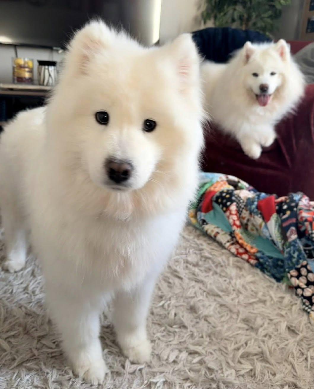 Enlarge Laney, an adopted Samoyed in Milwaukee, WI image 2/6
